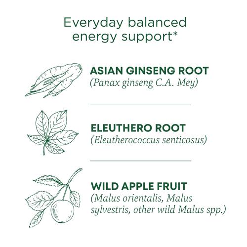 Traditional Medicinals Tea, Organic Stress Ease Focus, With Adaptogens, Everyday Balanced Energy, Ginseng Wild Apple Mint, 16 Tea Bags