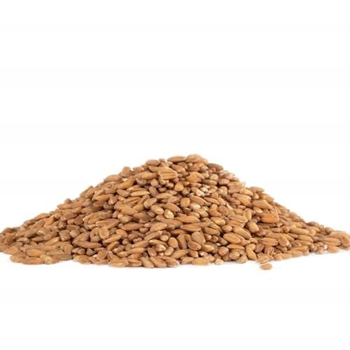 Bobs Red Mill Organic Farro Grain, 24Oz (Pack Of 1) - Non Gmo, Vegan, Kosher
